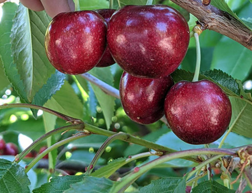 Cherry USA