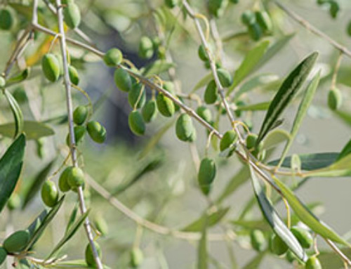 Olive ITALY