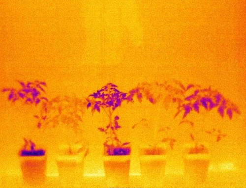 Tomato ITALY (Drought stress)