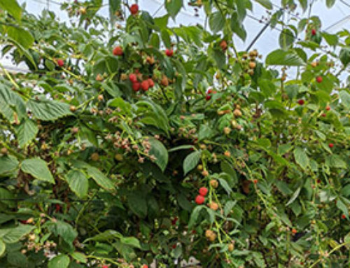 Raspberry USA
