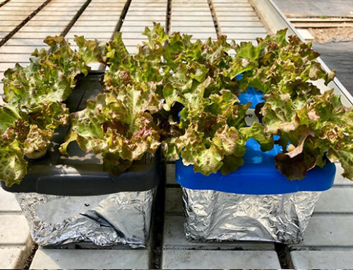 Lettuce ITALY (Salt stress)