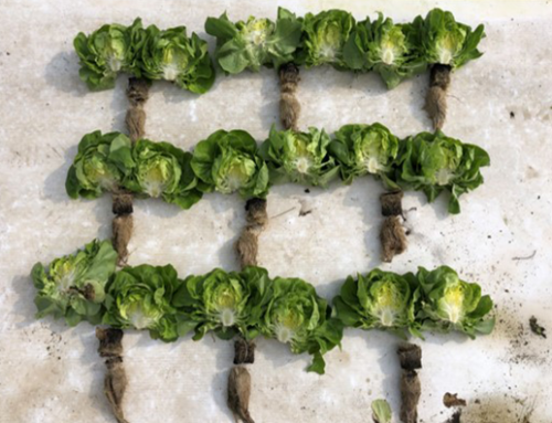 Lettuce ITALY