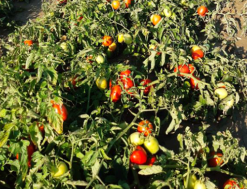 Tomato ITALY